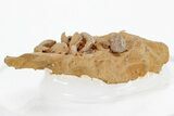 Miniature Fossil Cluster (Ammonites, Brachiopods) - France #219957-2